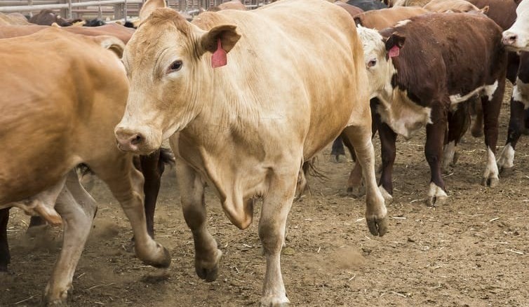 How the Gillard government’s live cattle ban created a  headache for Scott Morrison