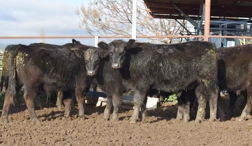 Cows & calves, PTICs dearer on AuctionsPlus