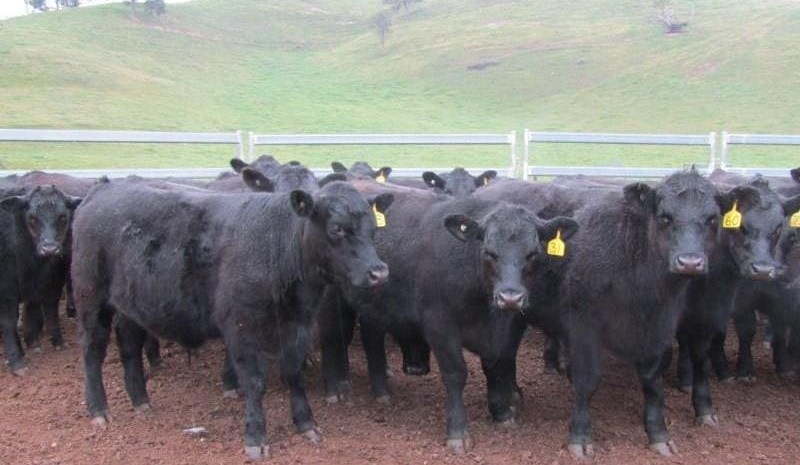 Competition lifts, as AuctionsPlus offering numbers start to dry up