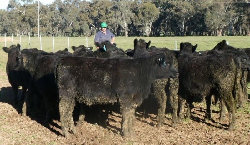 Lighter steers and heifers trend upwards in larger AuctionsPlus offering