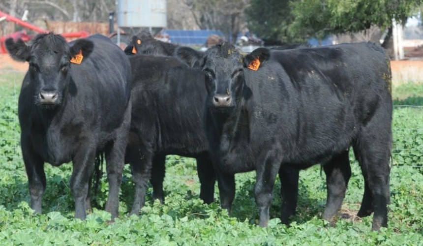 Next generation selection with research breeding values