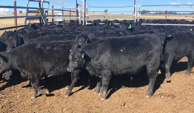 Breeding cattle values under pressure in 19,763 head AuctionsPlus offering