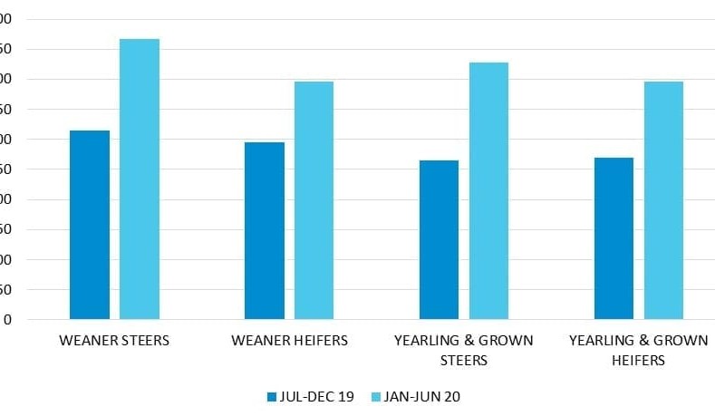 The cattle market in FY20: from extreme lows to exciting highs
