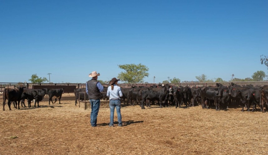 AAM secures organic herd from Georgina Pastoral for Terrick