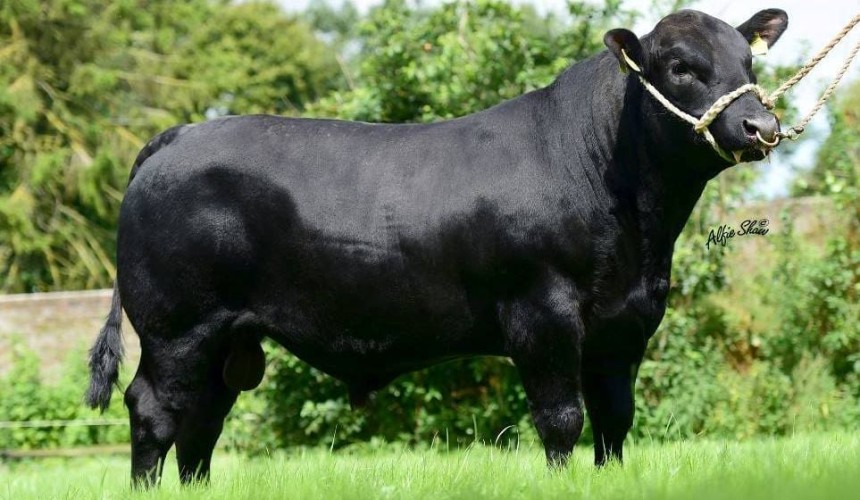 Weekly genetics review: Managing double muscling through selection