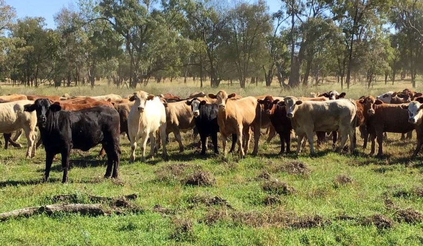 Gibsons to offload quality St George grazing/farming aggregation