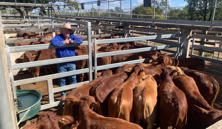 Gracemere prime sale 8 July 2020: Weaner steers in demand