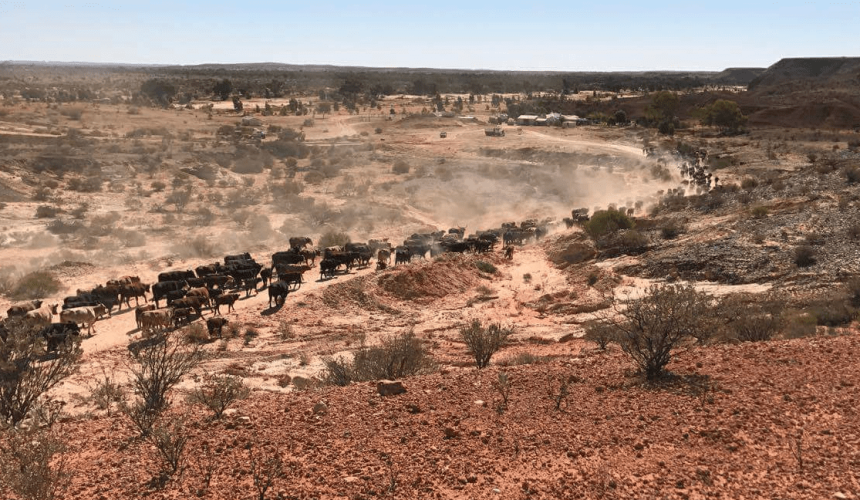 Webinar series: Self-herding for greater herd productivity and cost reductions