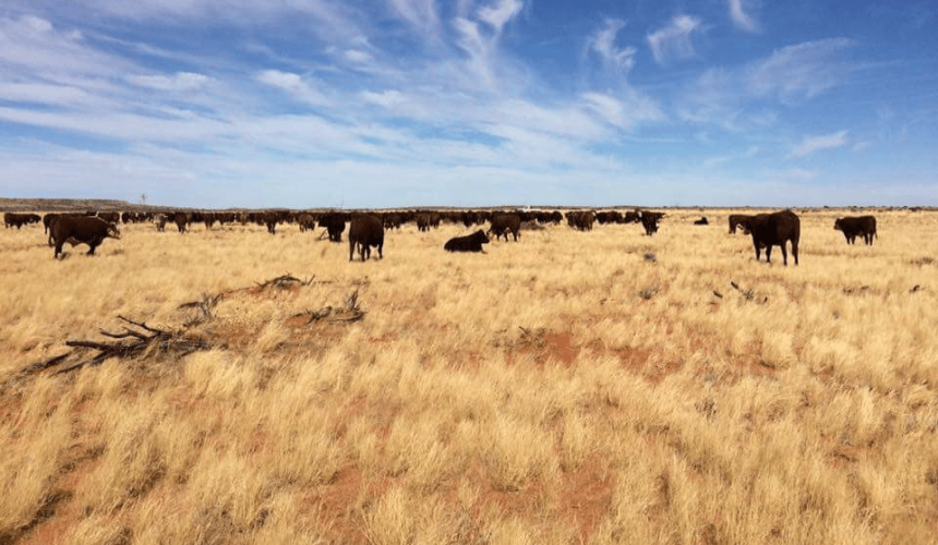 US beef cow herd slumps to lowest level since 1971