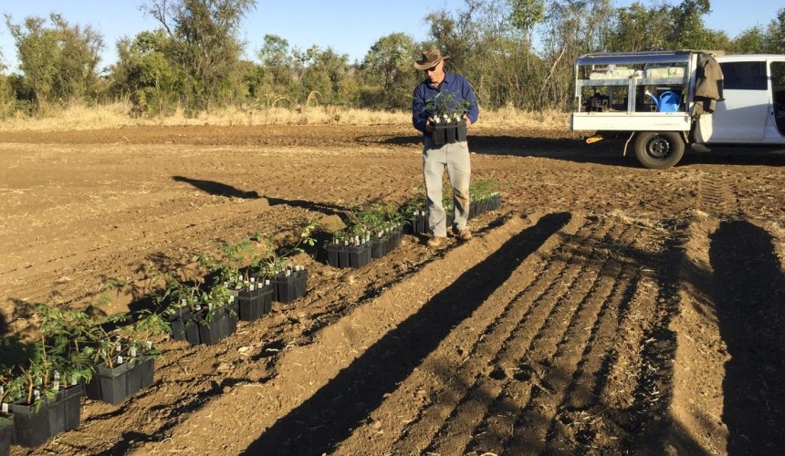 First sterile leucaena trial seedlings planted in WA’s north