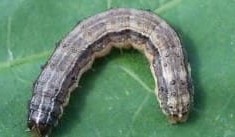 Preparing Australia to manage fall armyworm