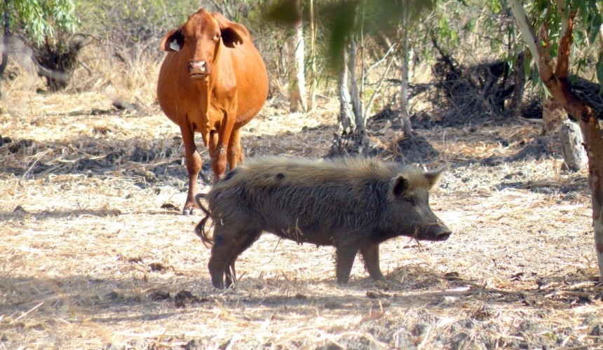 Market hurdles inhibit viability of feral pig harvesting