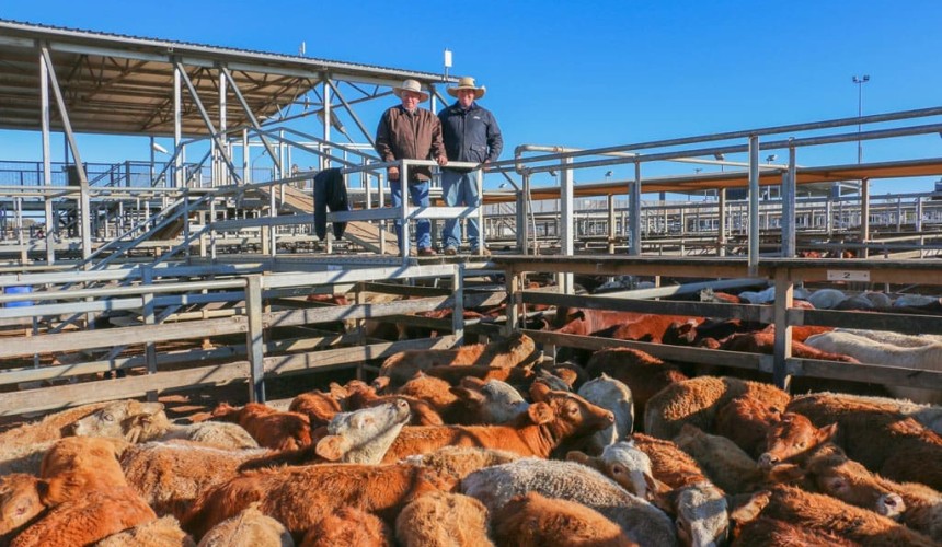 Roma store sale 14 July 2020: Southern demand continues in 5283 yarding