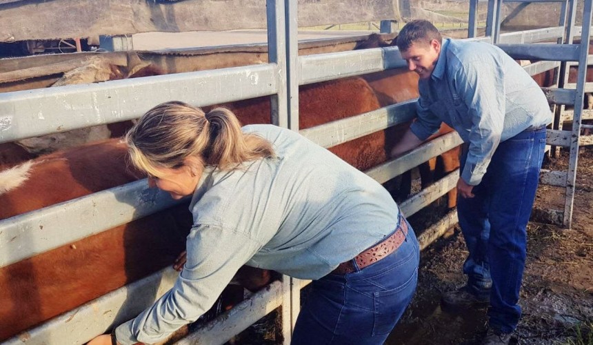 DPI works with farmers to keep NSW cattle tick-free