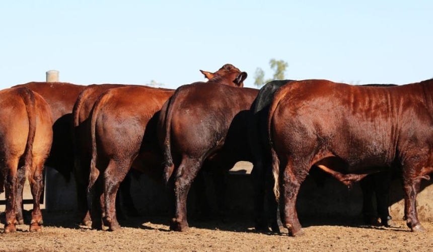 Santa entries power through paddock to palate weight gain phase