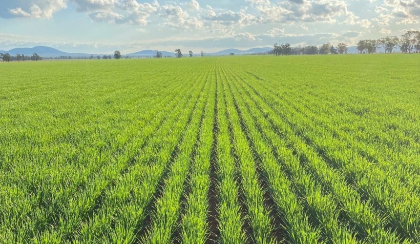 Feedgrain Focus: Mostly steady amid reduced demand