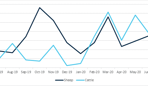Dramatic 62pc rise in AuctionsPlus cattle turnover for 2019-20 financial year