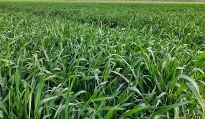Feedgrain Focus: Values firm as crop concerns build