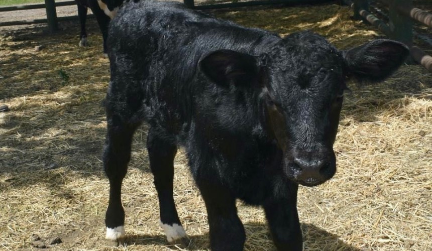 Genetically-edited bull calf is programmed to produce more male offspring