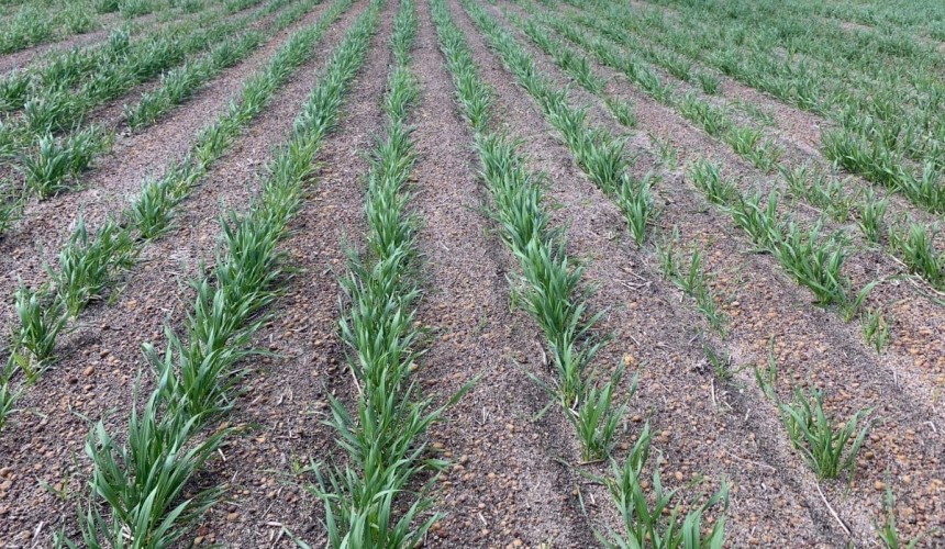 Feed grain focus: Prices ease as focus switches to new-crop