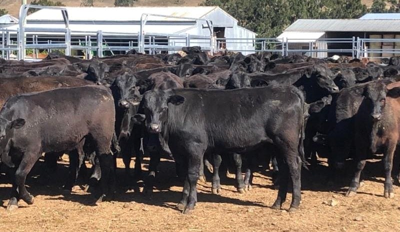 Sharp rise in PTIC heifer prices in smaller 10,735 head AuctionsPlus offering