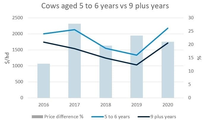 Older cows providing opportunities for restockers