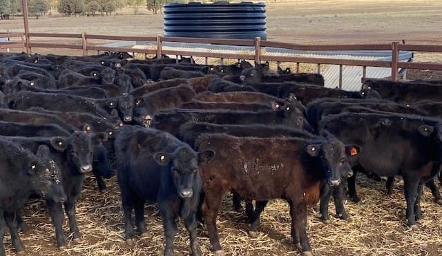 Restocker demand fuels rising value for young steers on AuctionsPlus