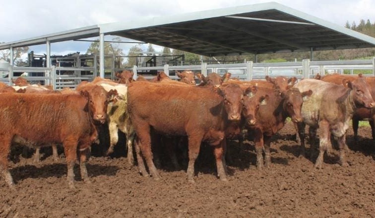 Big jump in AuctionsPlus listings, as young cattle price momentum continues