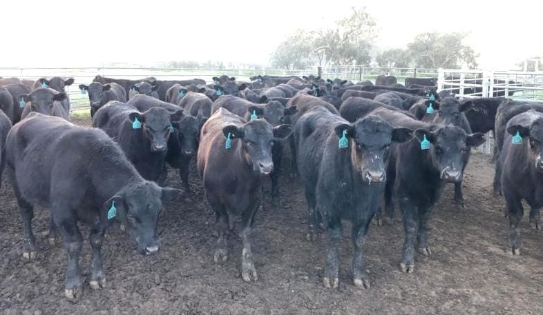 Rainfall across southeast curbs AuctionsPlus offering to 10,500 head