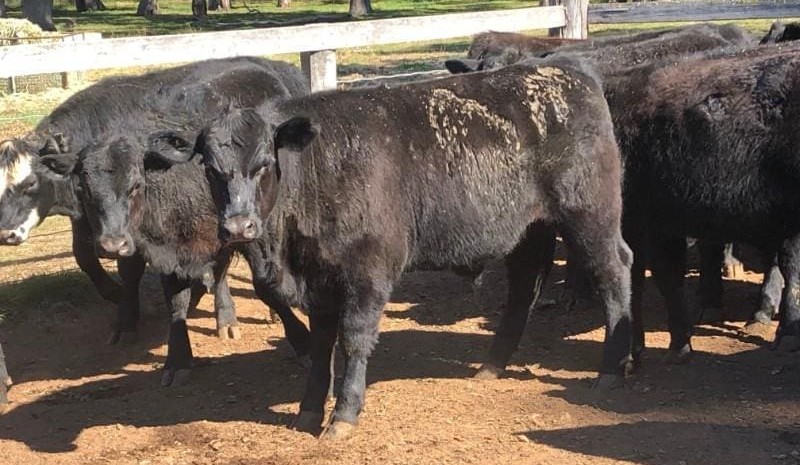 PTIC cows and heifers dearer in larger AuctionsPlus offering