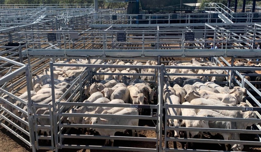 CQLX Gracemere weaner steers to 450c/kg