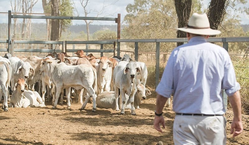 Genetic link found between cattle temperament and autism