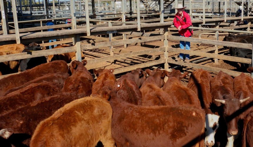 Roma store sale 11 Aug 2020: Light weight yearling set new top price record