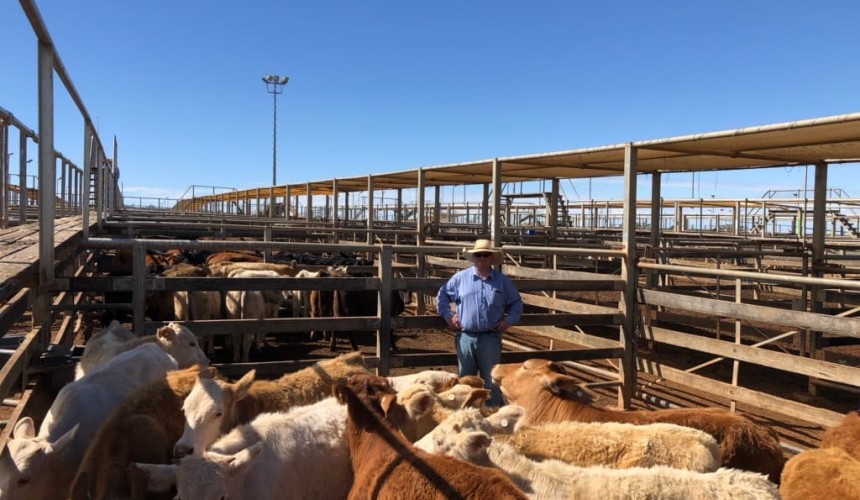 Roma sale 5 July 2022:  Steers ease, heifer prices lift