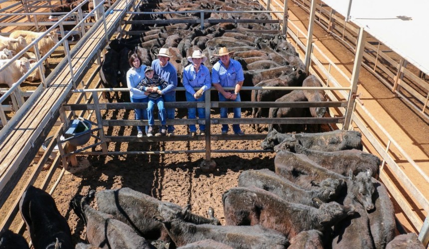 Roma store sale 25 Aug 2020: Prices maintain strength in changed yarding