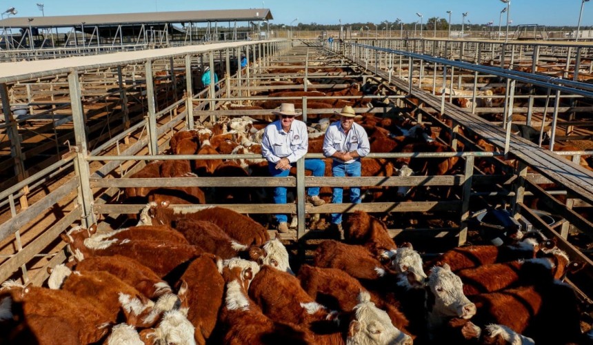Roma store sale 4 Aug 2020: Steers, bullocks dominate yarding