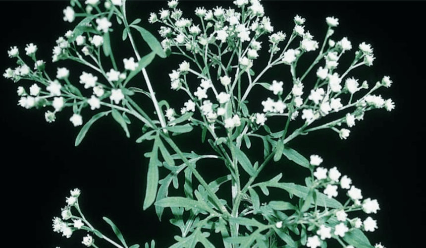 Parthenium found at Croppa Creek