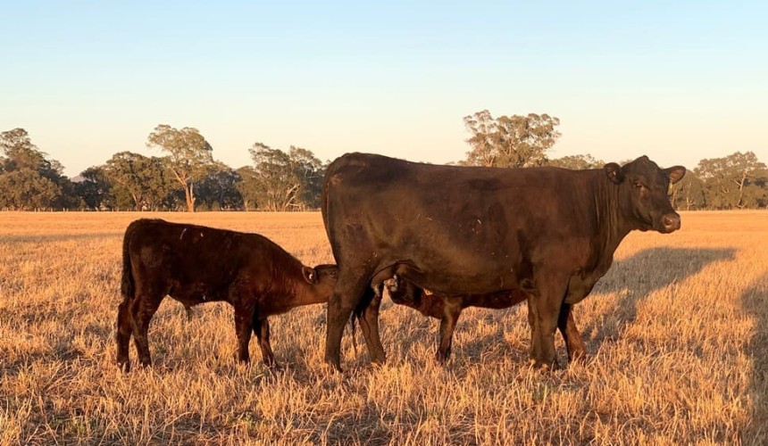 Genetic testing solves calf mystery