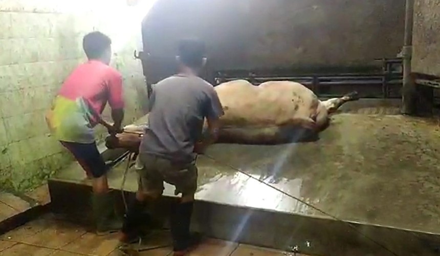 Dept considering calls for real-time monitoring of CCTV in foreign abattoirs