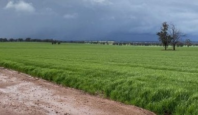 Feedgrain Focus: Prices drop on sell-side pressure