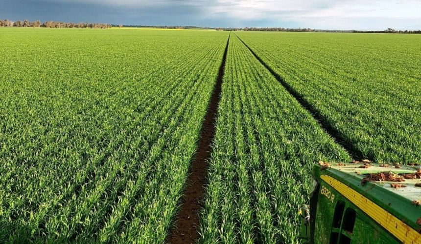 Feedgrain Focus: Rain softens new-crop values