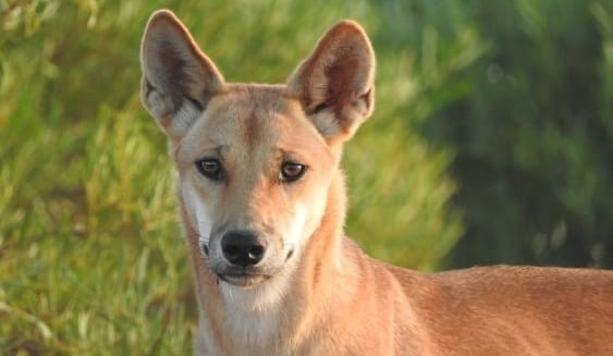 Baiting link to dingo size increase: UNSW