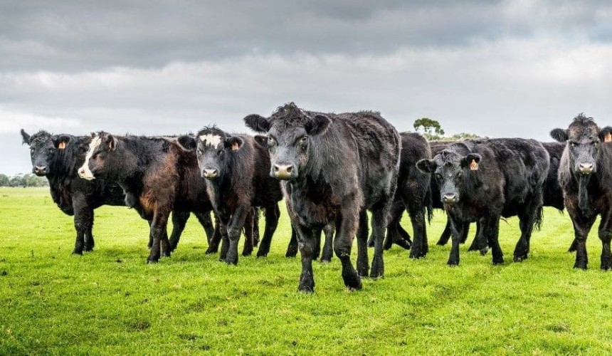 Genetics forum to focus on the keys to profitability and sustainability