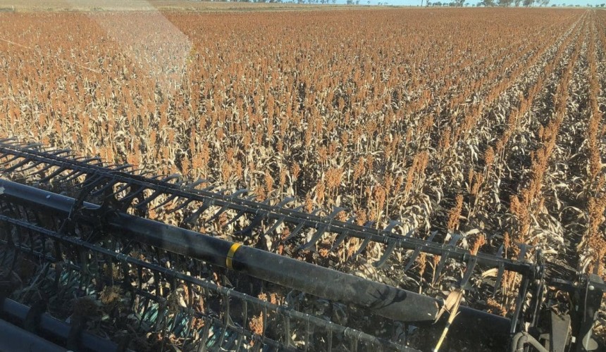 Dismal sorghum harvest draws to a late close