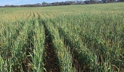 Feedgrain Focus: Prices fall on rain, approaching new crop