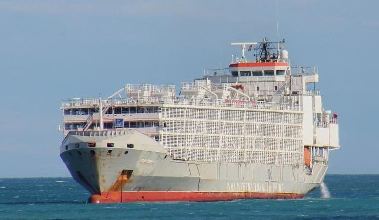 NZ bans cattle exports by sea, with two-year phase out