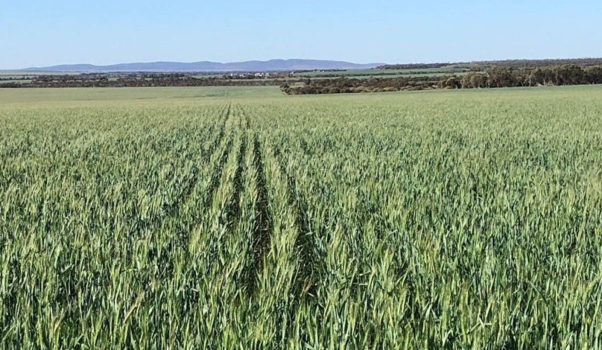 Feedgrain Focus: South softer, north mixed in thin trade