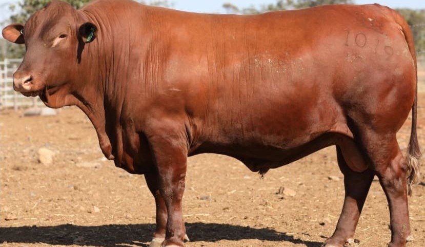 Booming bull market delivers a string of new breed price records