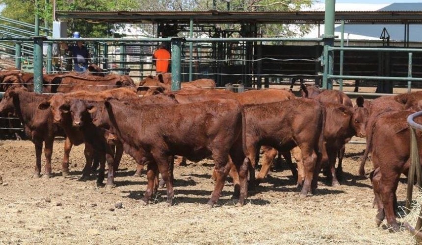 Young cattle surge continues in online auctions this week
