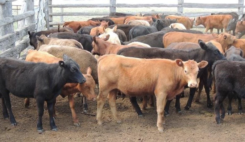 Prices lift, as numbers decline on AuctionsPlus